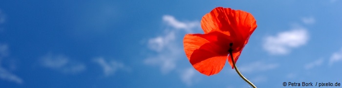 626636_original_R_K_B_by_Petra Bork_pixelio.de.jpg